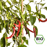 Taeyang hot Chilli Seeds 