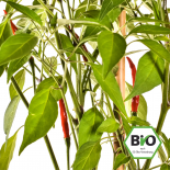 Thai Chili Chilli Seeds 