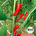 De Cayenne Chilli Seeds 