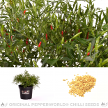 Wild Chili Chilisamen 
