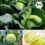 BIO Weißkraut (Braunschweiger) Samen 