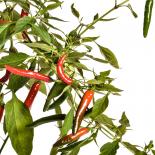 Bird Eye Orange (Thailand) Chilli Seeds 