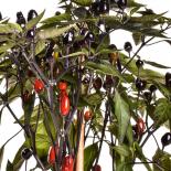 Black Prince Chilli Seeds 