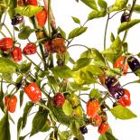 Black Scorpion Tongue Chilisamen 