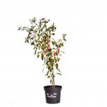 Black Scorpion Tongue BIO Chilipflanze 