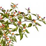 Bolivian Rainbow Chilisamen 