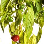 Brazilian Starfish Chilli Seeds 