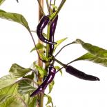 Buena Mulata Chilli Seeds 