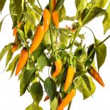 Bulgarian Carrot Chilli Seeds 