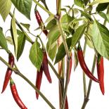Cabe Besar Chilli Seeds 