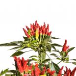 Candlelight Chilli Seeds 