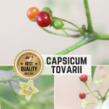 Capsicum Tovarii Chilli Seeds 