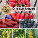 Bunter Garten - Capsicum annuum Color Edition Pflanzen-Power-Pack 