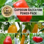 Capsicum baccatum BIO Pflanzen-Power-Pack 