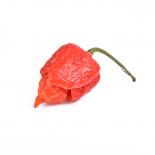 Frische Chili Carolina Reaper, 50g 