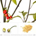 Cereja da Amapa Chilli Seeds 