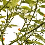 Charapita Orange Chilli Seeds 