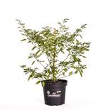 Charapita Orange BIO Chilipflanze 