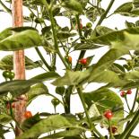 Charapita Red Chilli Seeds 