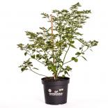 Charapita Rot BIO Chilipflanze 