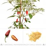 Chenzo Chili Seeds 