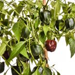 Chilhuacle Negro Chilli Seeds 