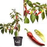 Antalya' Dan BIO Chilipflanze 