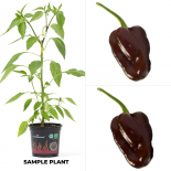 Scotch Bonnet Chocolate BIO Chilipflanze 