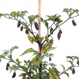 Habanero Rio Chilsamen 