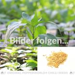 NuMex Christmas Chilisamen 