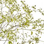 Chiltepin Sonora Yellow Chilisamen 