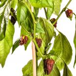 Chocolate Naga/Bhut Jolokia Chilli Seeds 