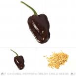 Chocolate Scotch Bonnet Chilli Seeds 