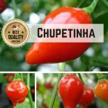 Chupetinha BIO Chilipflanze 