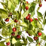 Ciliegia Piccante Chilli Seeds 