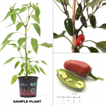 Jalapeno Dark Red BIO Chilipflanze 