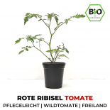 Red Marble Organic Tomato Plant 