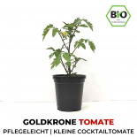 Goldkrone Organic Cocktail-Tomato Plant 