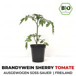 Brandywein Sherry Organic Cocktail-Tomato Plant 