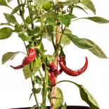 Cornaletto da Appendere Chilli Seeds 