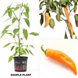 Corno di Torro Giallo BIO Chilipflanze 