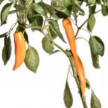 Corno di Toro giallo Chilli Seeds 