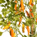 Costeno Amarillo Chilli Seeds 
