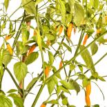 Criolla Sella Chilisamen 