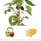 Cumra Cherry Chili Seeds 