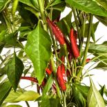De Arbol Chilli Seeds 