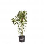 De Arbol BIO Chilipflanze 