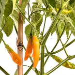 Dedo de Moça Chilli Seeds 