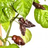 Devil`s Tongue Chocolate Chilli Seeds 