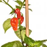 Devils Tongue Red Chilli Seeds 